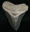 Inch Black Megalodon Tooth - Sharp #4971-1